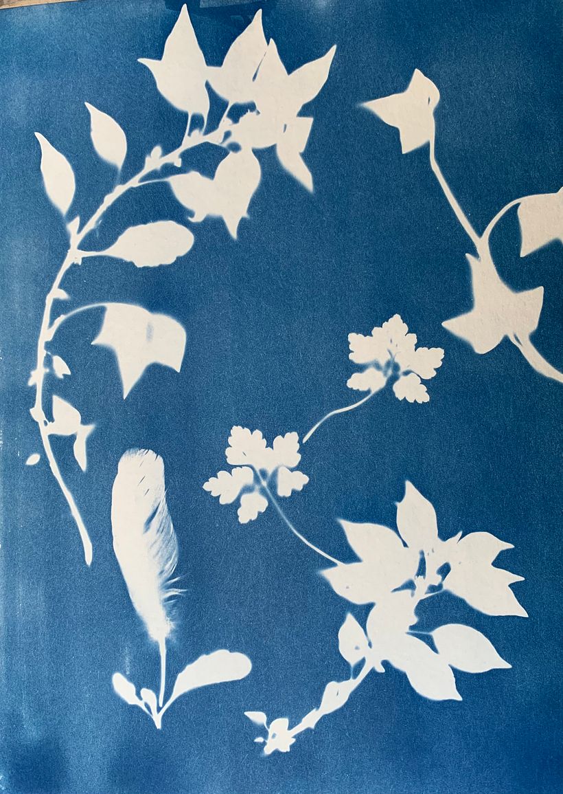 Mon projet du cours : Cyanotype : technique d'impression à la lumière 2