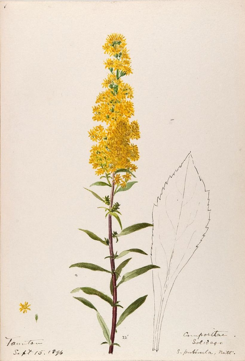 Helen Sharp