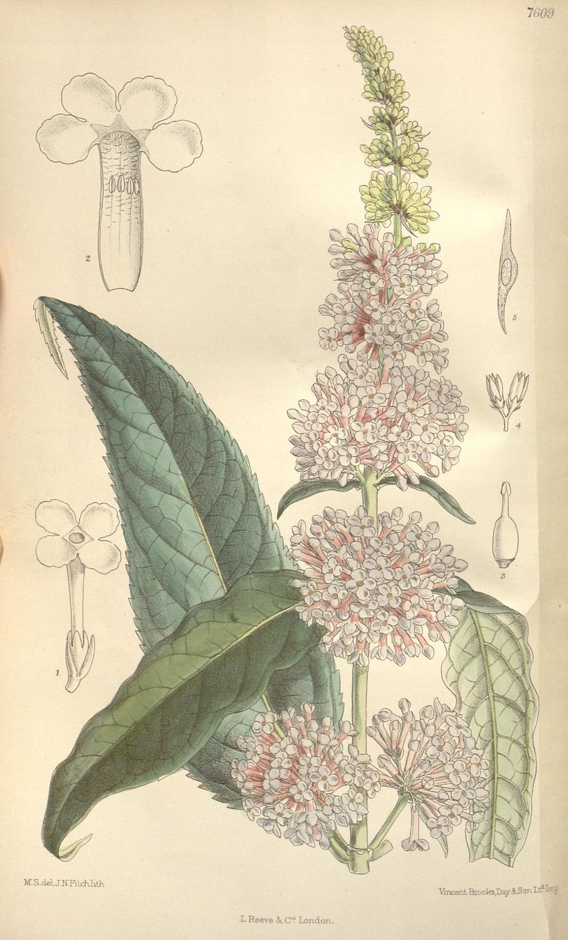 Matilda Smith