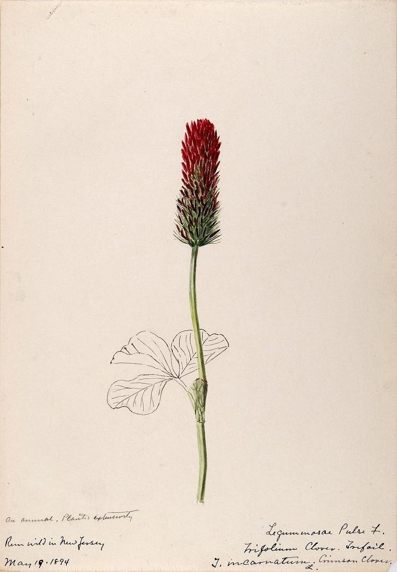 Helen Sharp