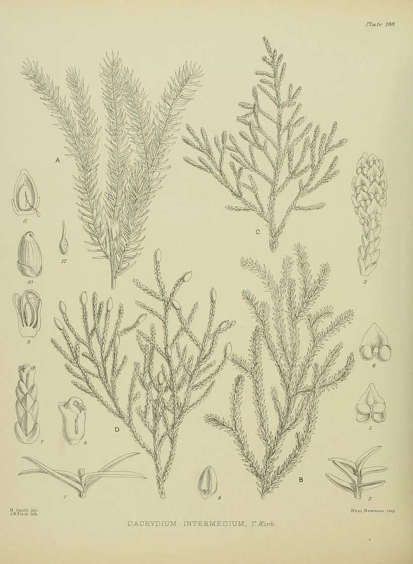 Matilda Smith