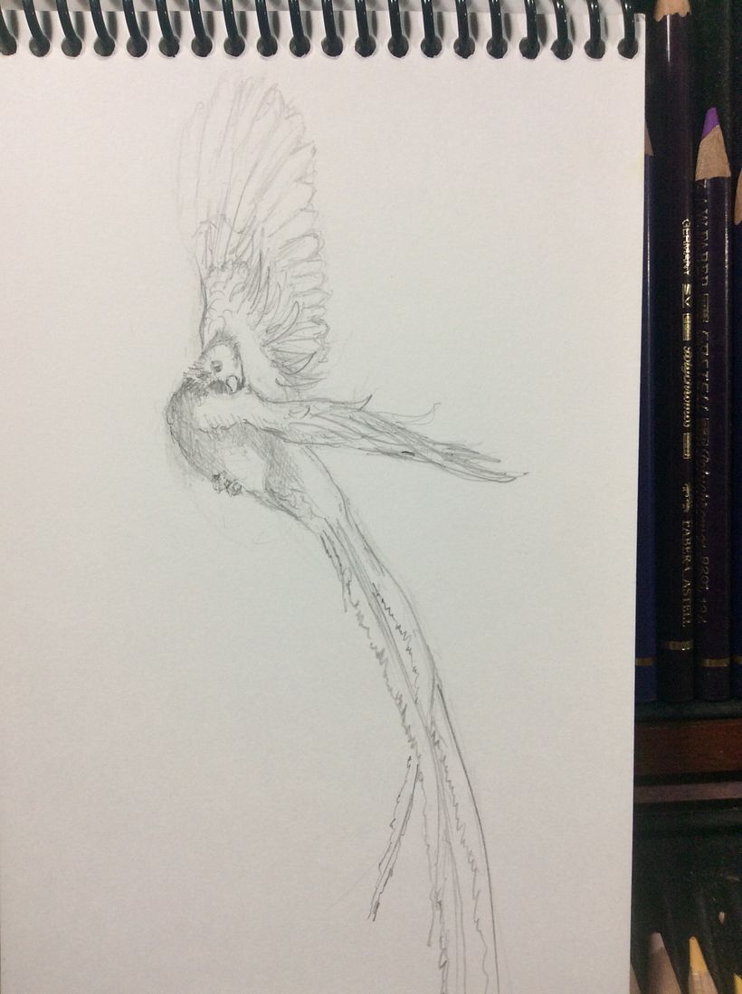 Quetzal de hojas | Domestika, image size:820x1098