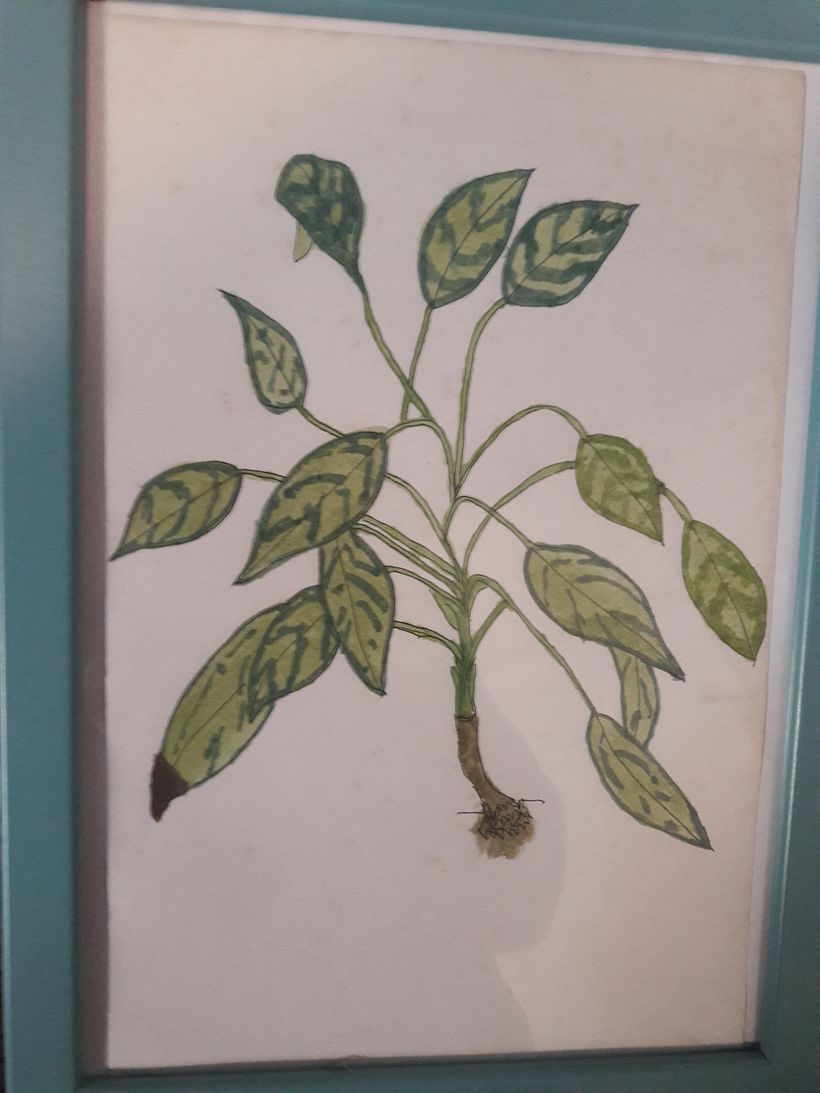 A plant in my bedroom 