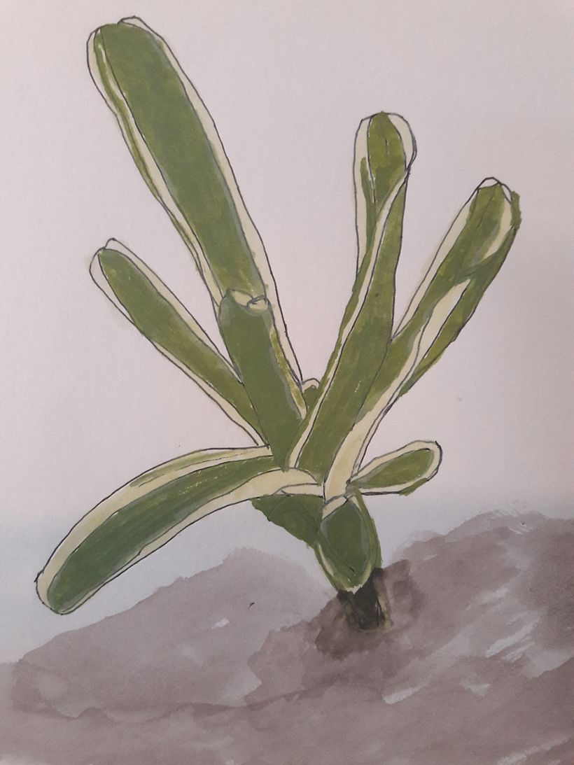 My garden plant