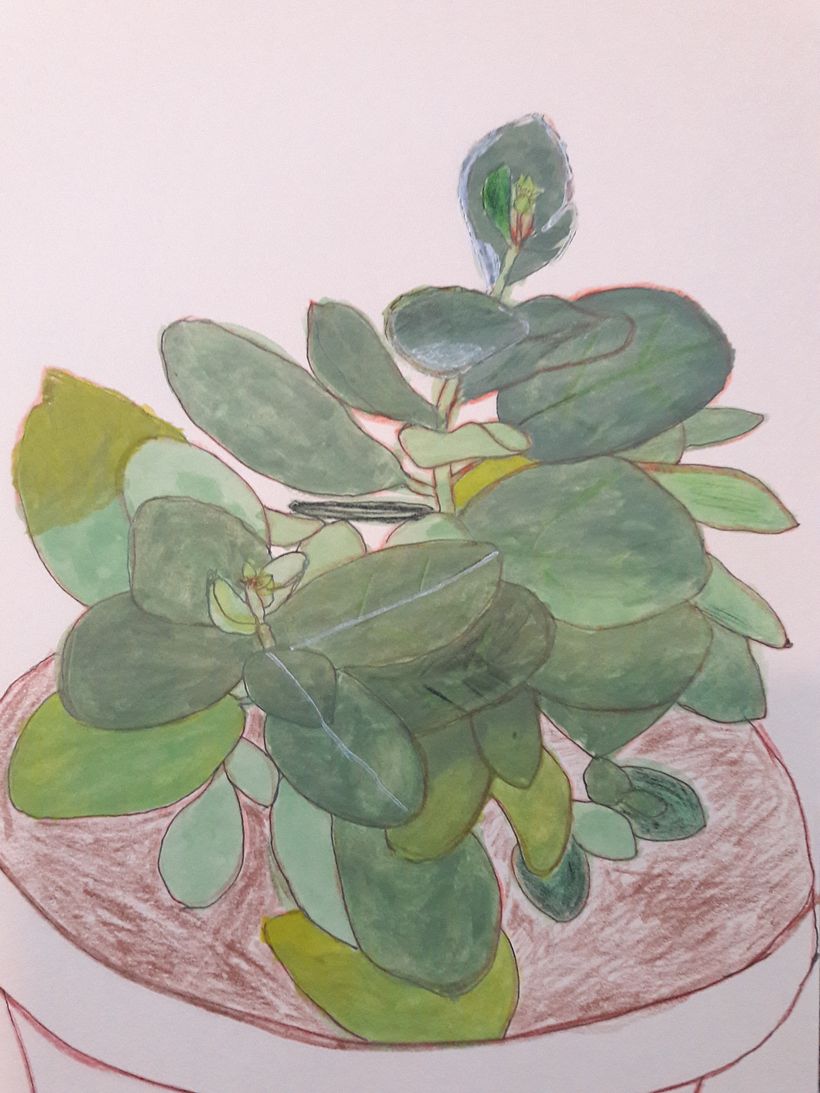 Attempting succulent plant!