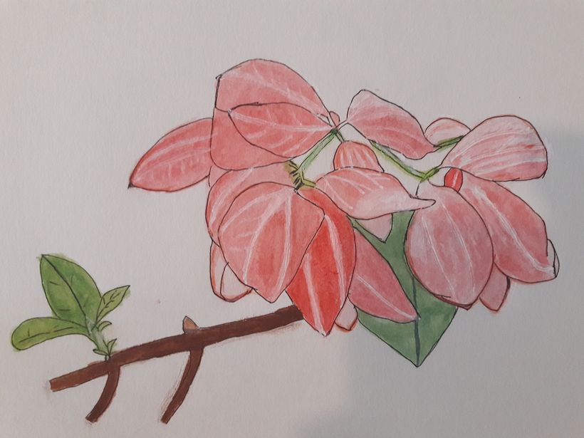 Attempting pink flowers in public garden!
