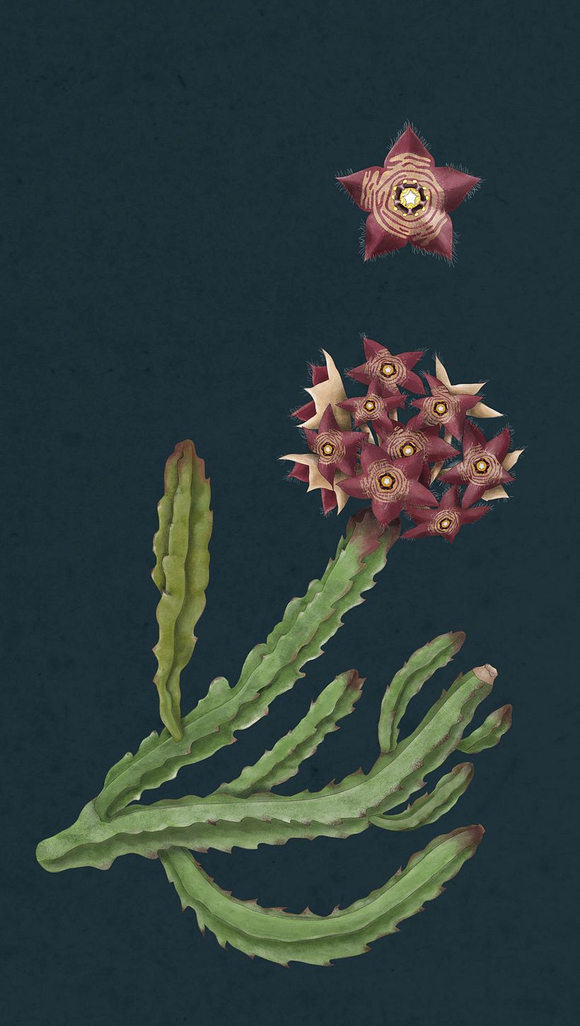 Ilustración botánica 5