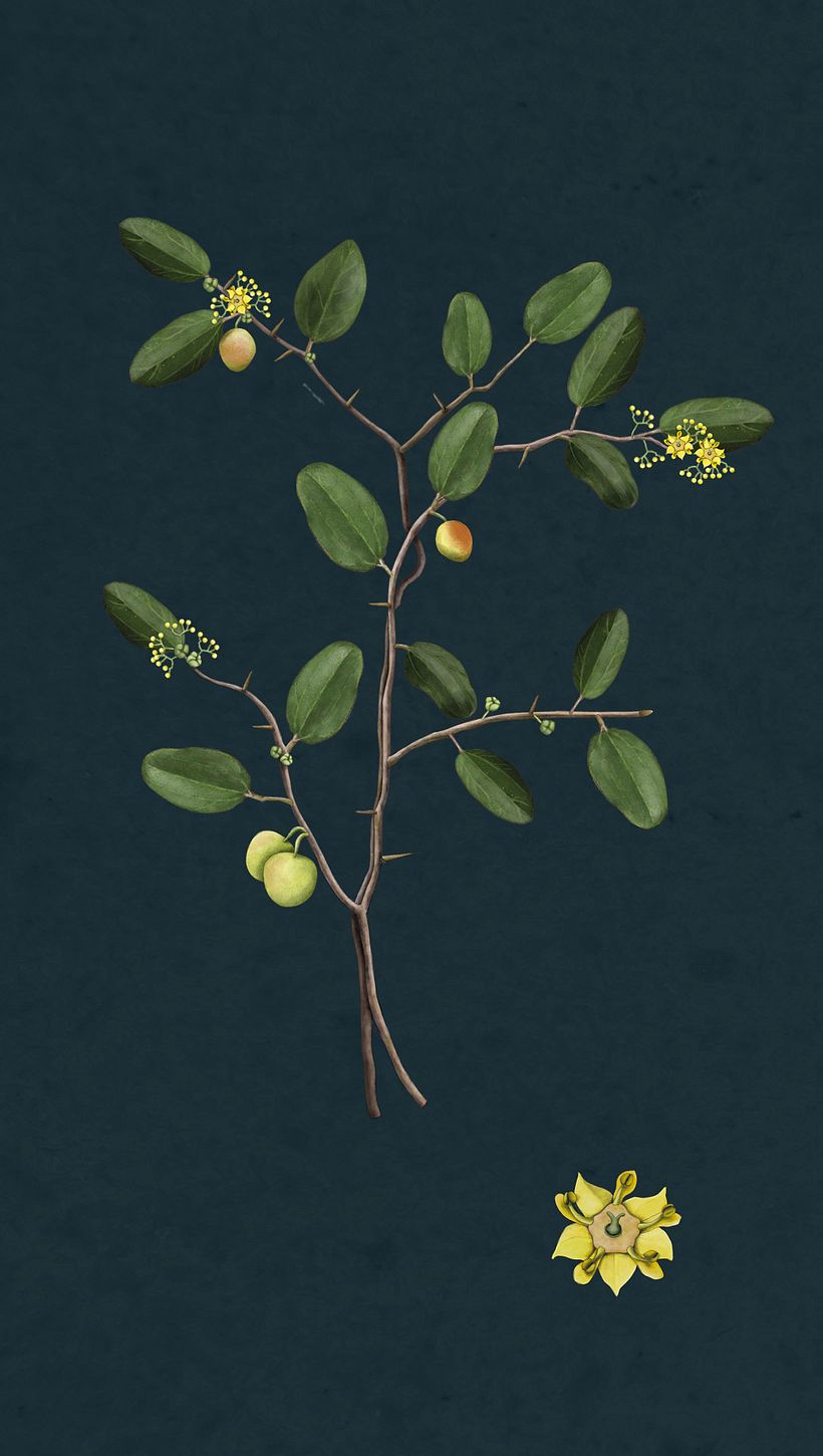 Ilustración botánica 6