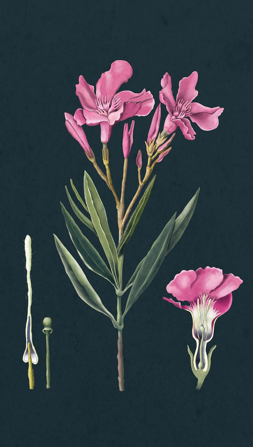 Ilustración botánica 8