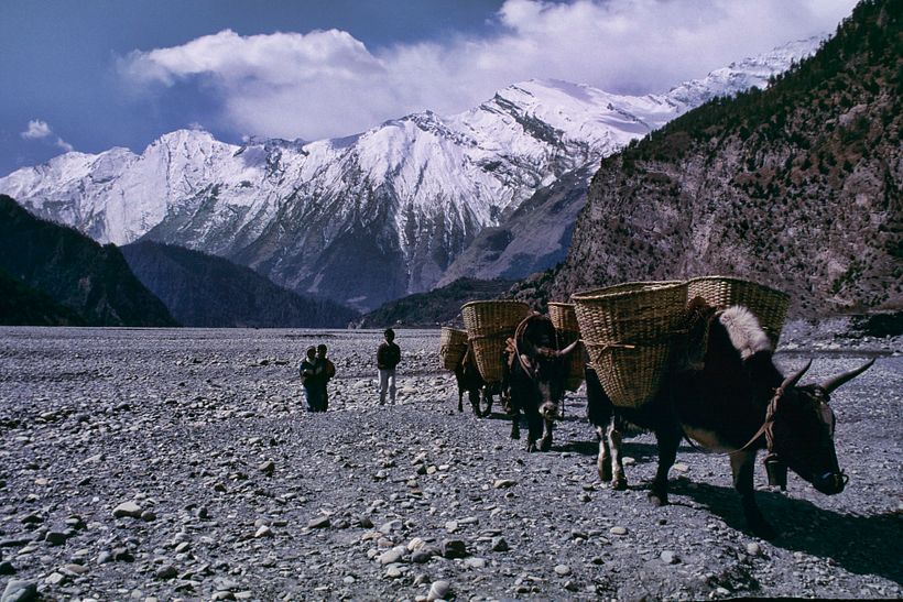 Acima de 4000m de altitude, somente o Yak consegue realizar o transporte de produtos e mantimentos.
