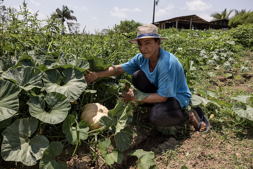 Plantação de abóbora. Agricultura familiar no Assentamento São Pedro, no município de Paranaíta.