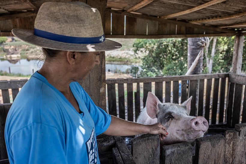 Criação de suínos como uma alternativa à pecuária.
