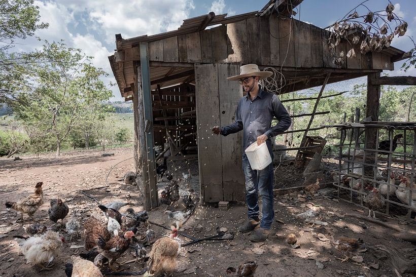 Criação de de frango e produção de ovos nas granjas do Assentamento São Pedro.