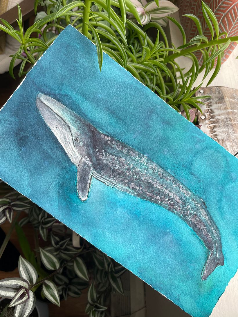My project in Naturalist Illustration Techniques: Whales in Watercolor course 5