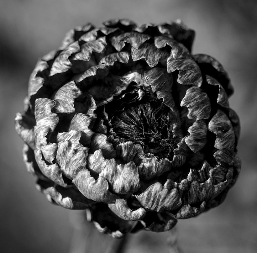 Botanical 1
