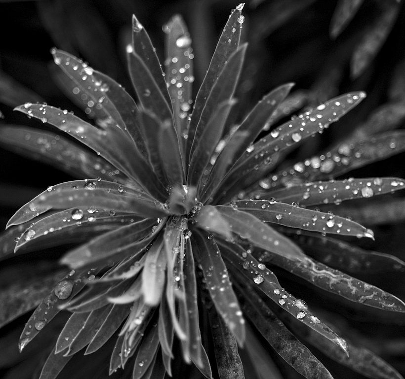 Botanical 2