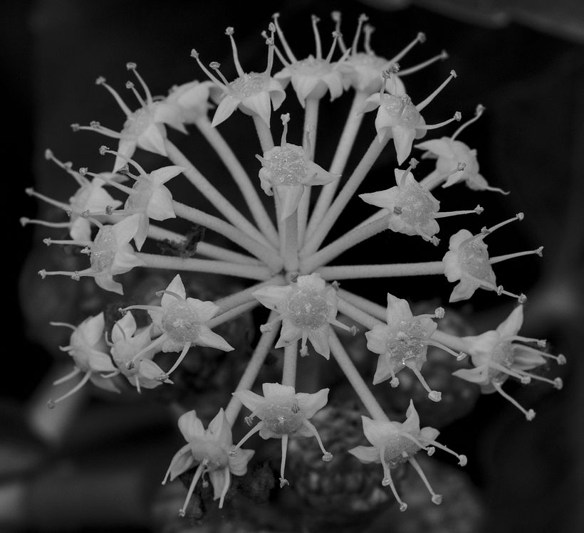 Botanical 3