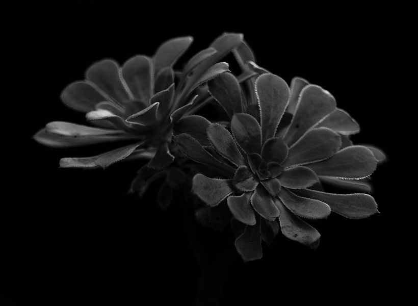 Botanical 4
