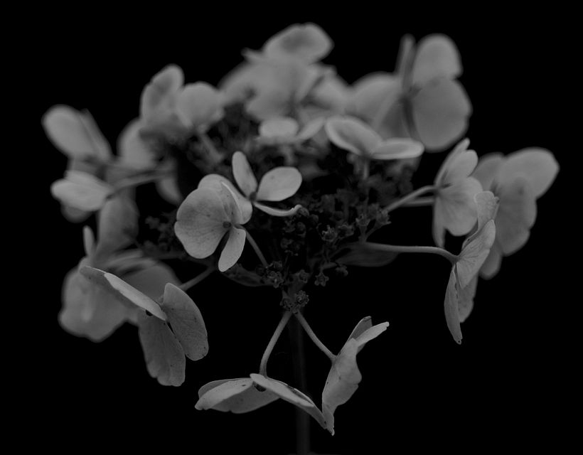 Botanical 5