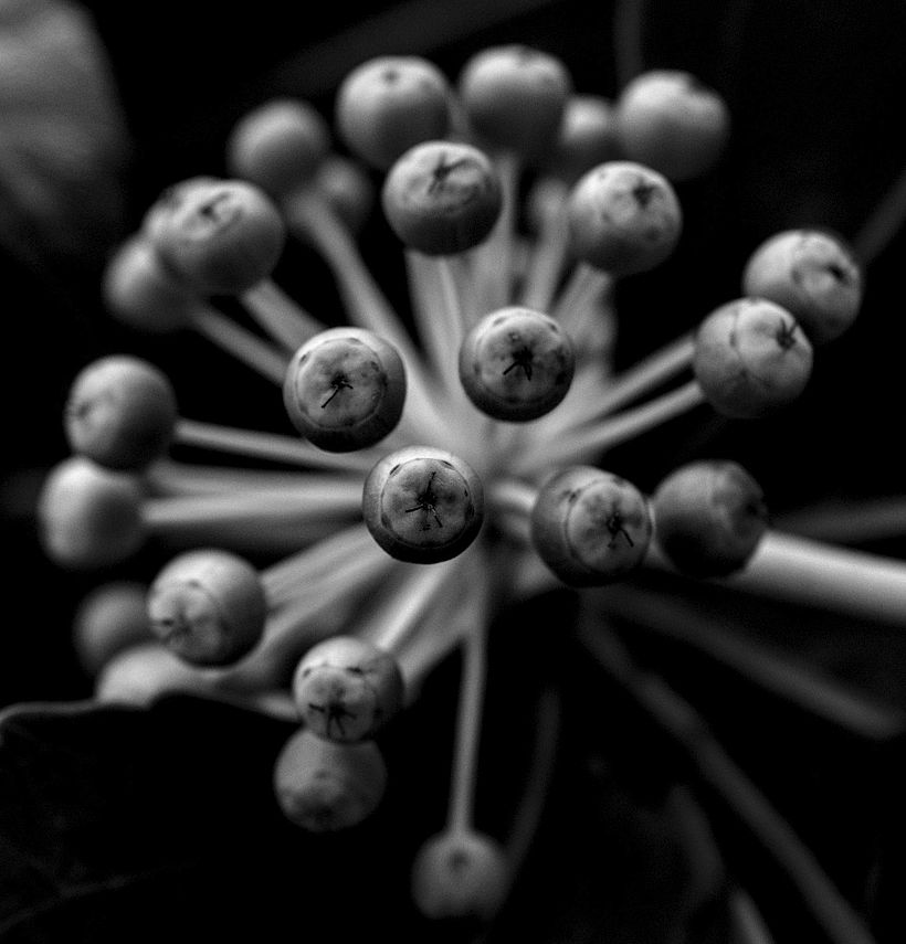 Botanical 6