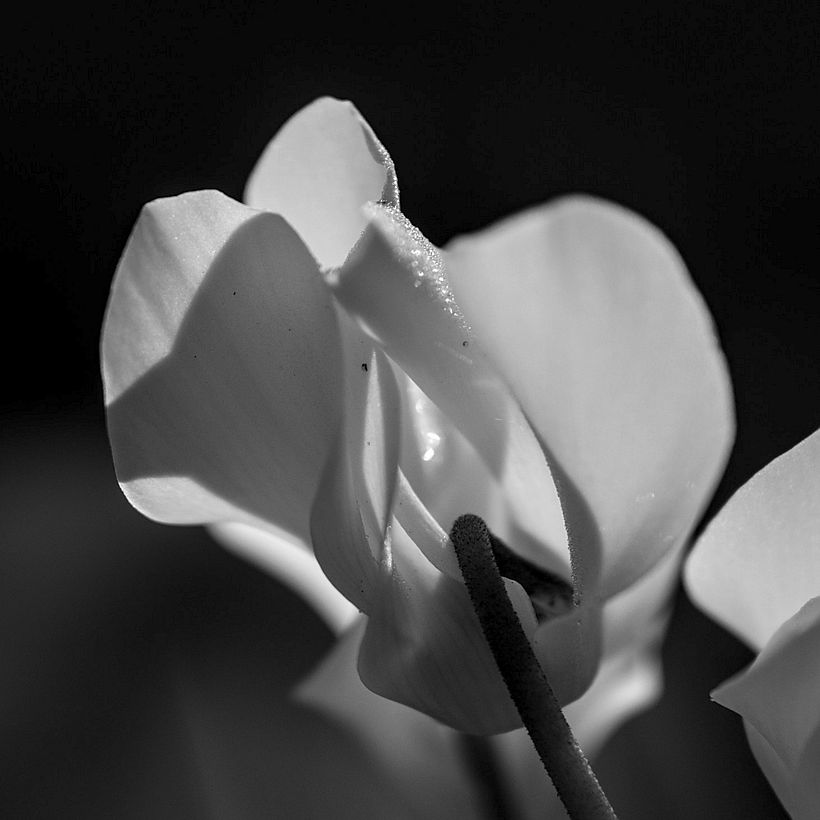 Botanical 7