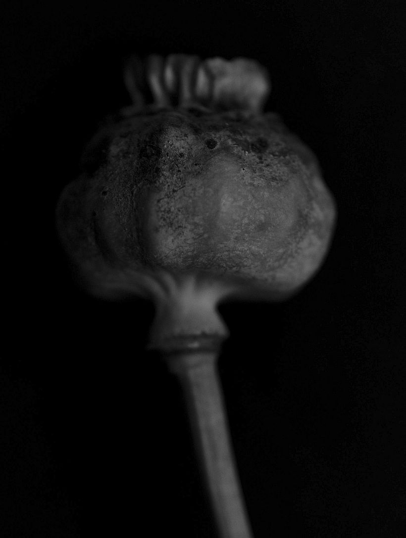 Botanical 8