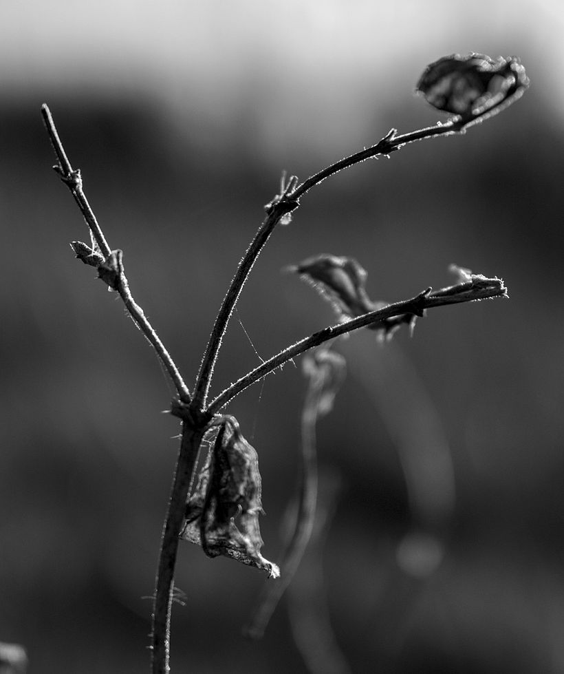 Botanical 9