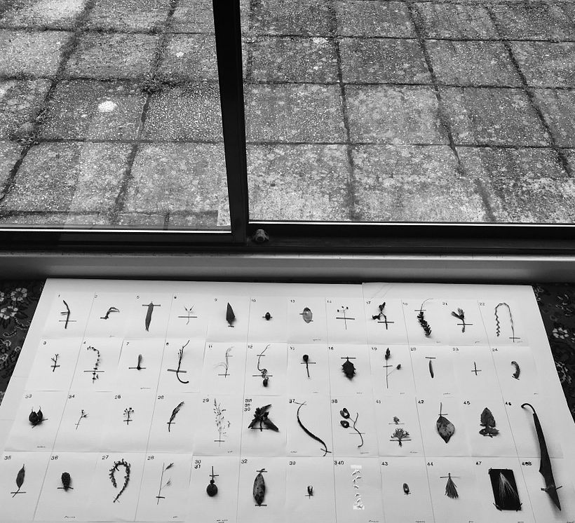 Curating a collection of found natural objects.