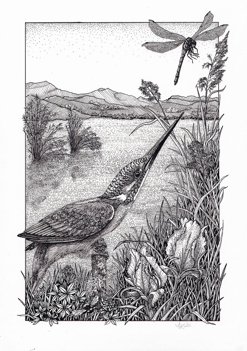 Kingfisher & dragonfly