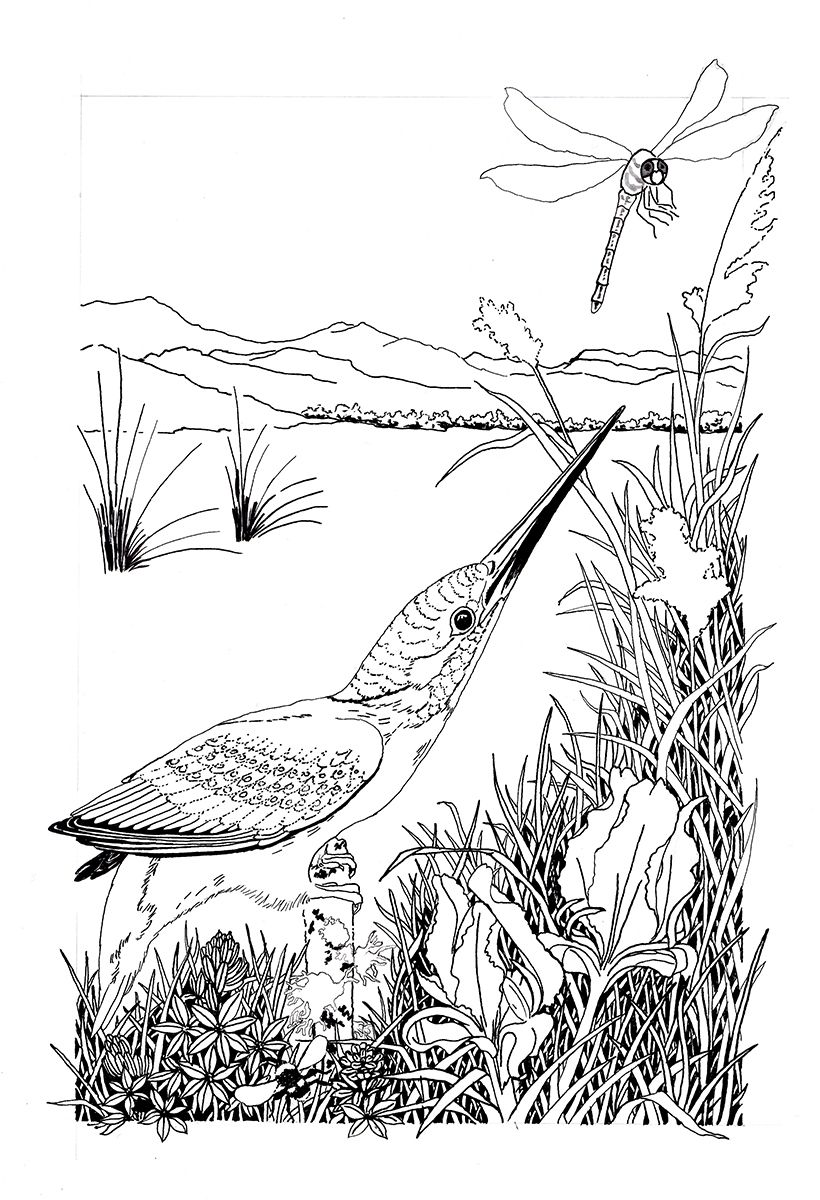 The outline inked in with the spoon nib and filling in some solid black areas