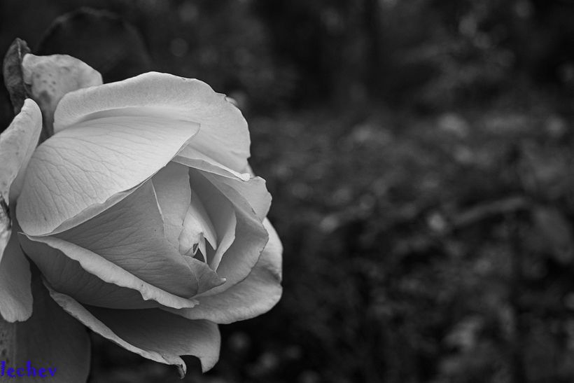 A perfect day in Buharest botanical garden 6