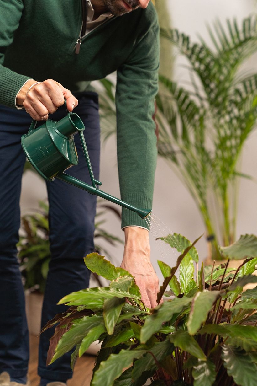 water your plants