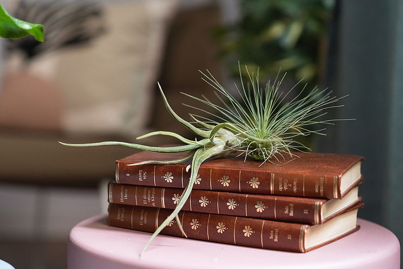 Tillandsia airplants can grow everywhere