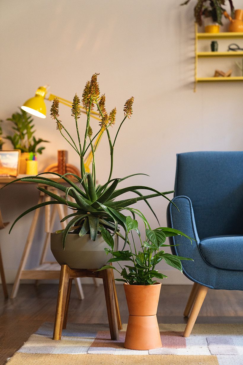 plant stands with this easy styling trick