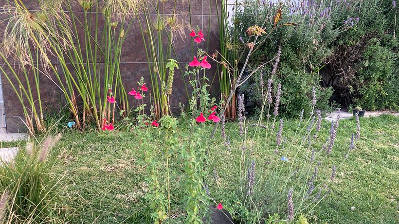 Fotografía de mi jardín en casa