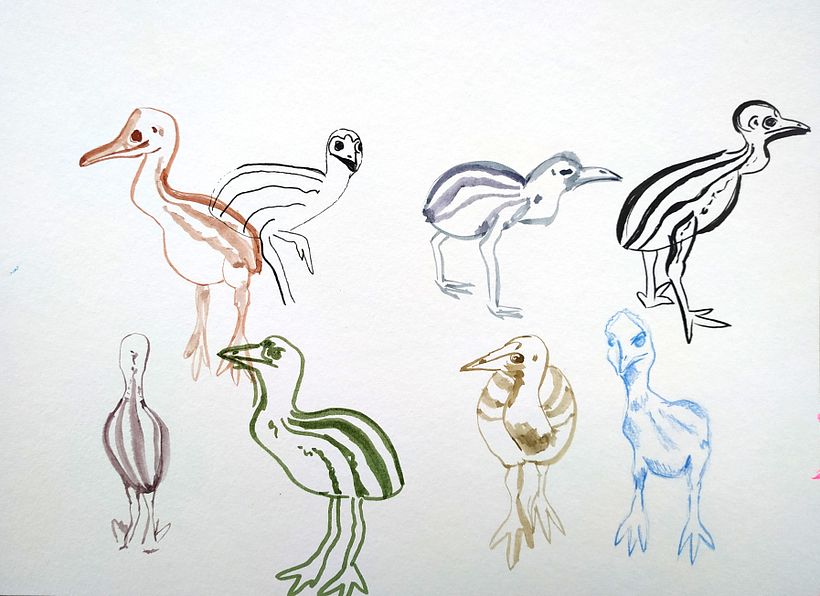 Cassowary babies