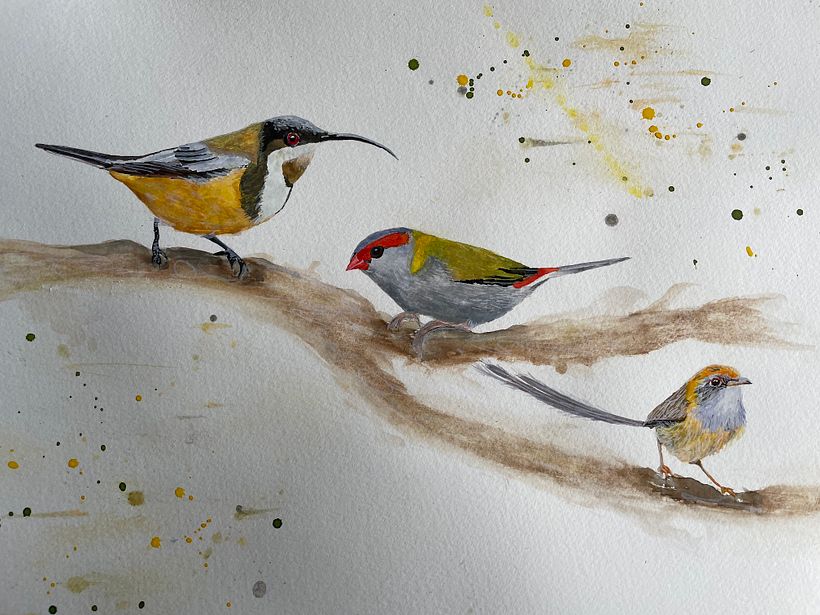 Eastern spinebill, red-browed finch and emu wren
