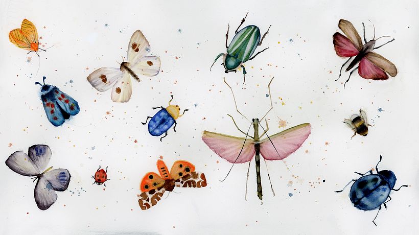 My project in Naturalist Journaling with Watercolor course 4