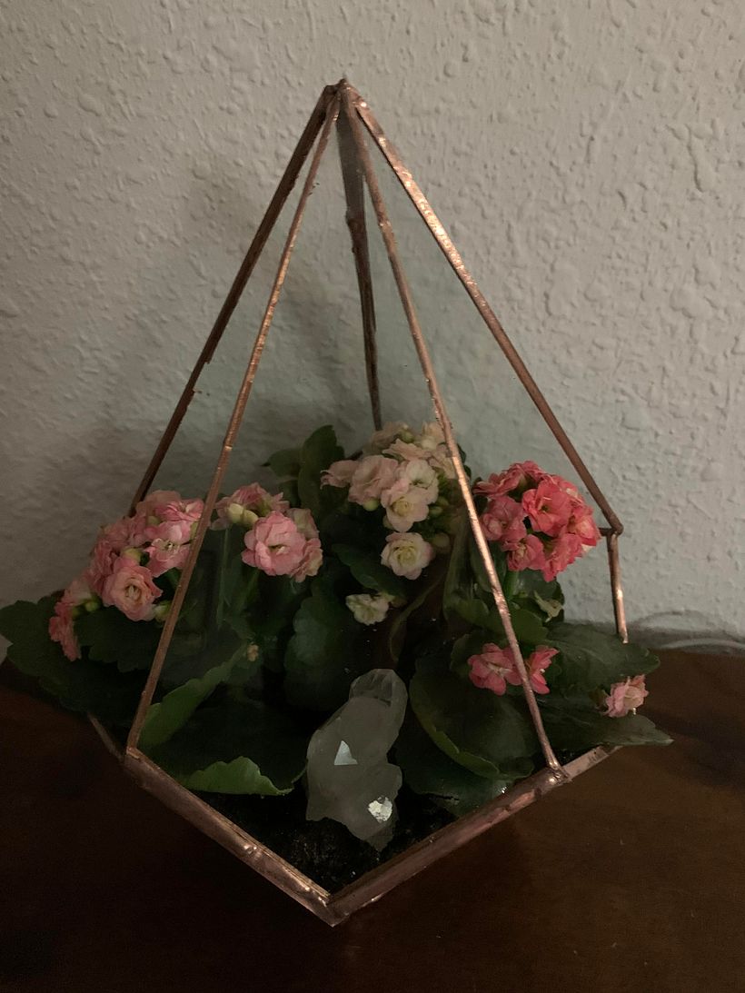 Mi primer terrario 1