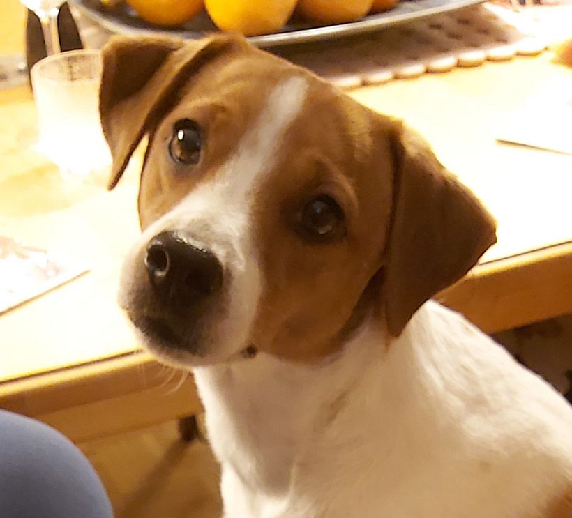 This is Nasu, 4 year old Danish-Swedish farmdog.