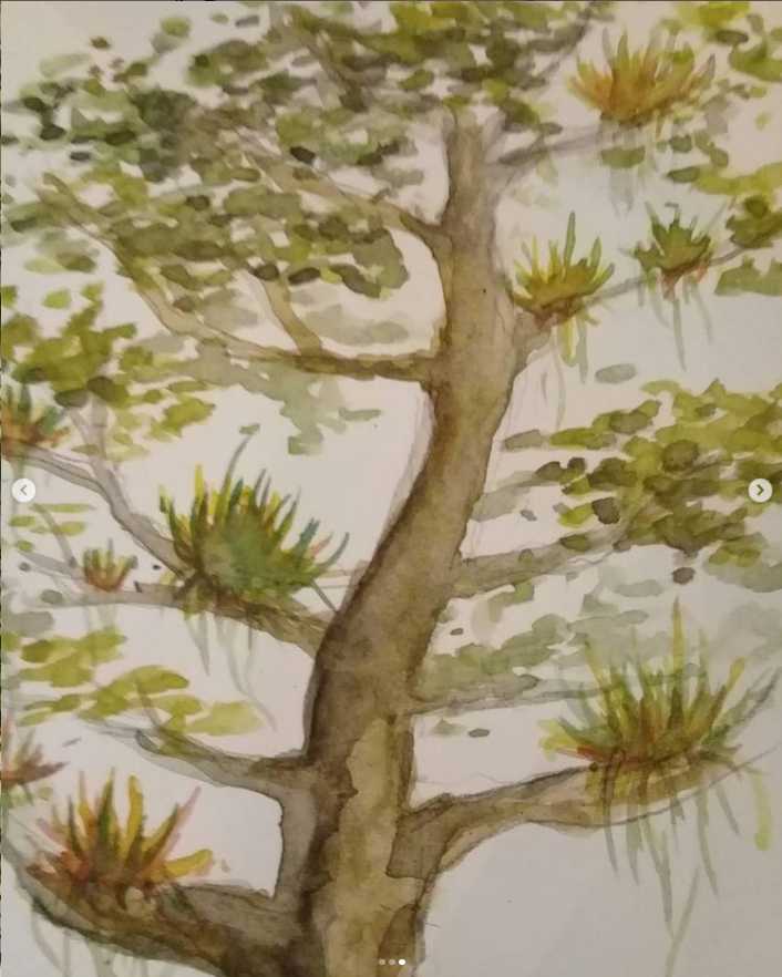 Bromélias na Amazônia