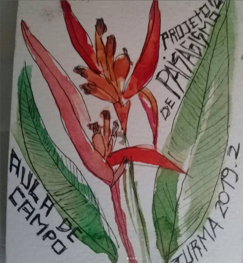 Helicônia-papagaio – Heliconia psittacorum - desenho de observação