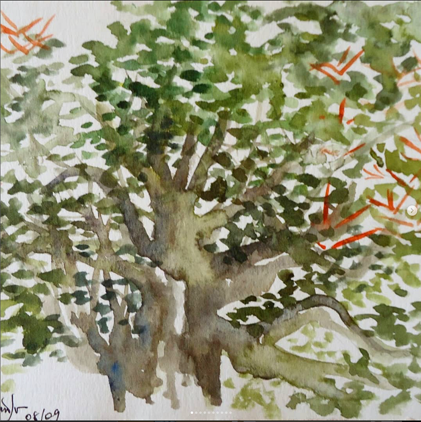 Árvore em Mosqueiro-PA-Amazônia