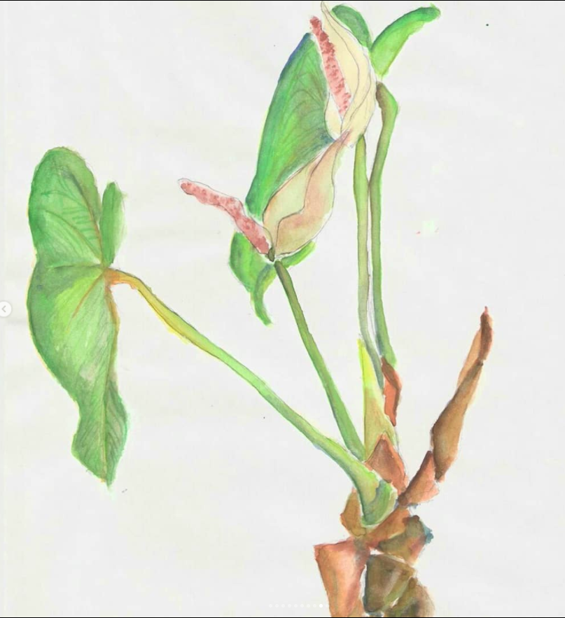 Antúrio - uma de minhas primeiras aquarelas de observação botânica