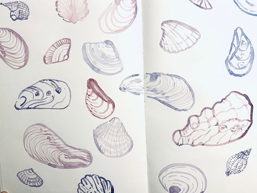 Drawing shells with a brush