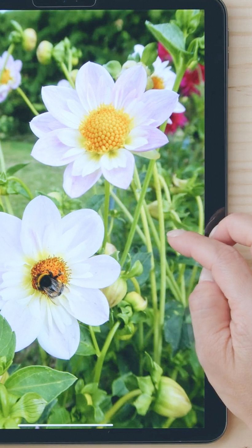 Mi Proyecto del curso: Acuarela realista para composiciones botánicas 5