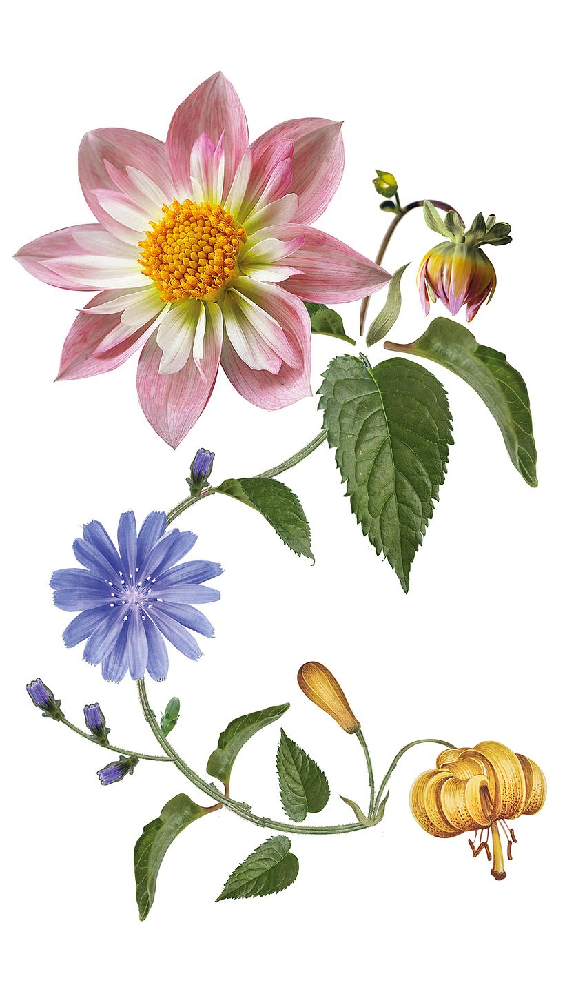 Mi Proyecto del curso: Acuarela realista para composiciones botánicas 7
