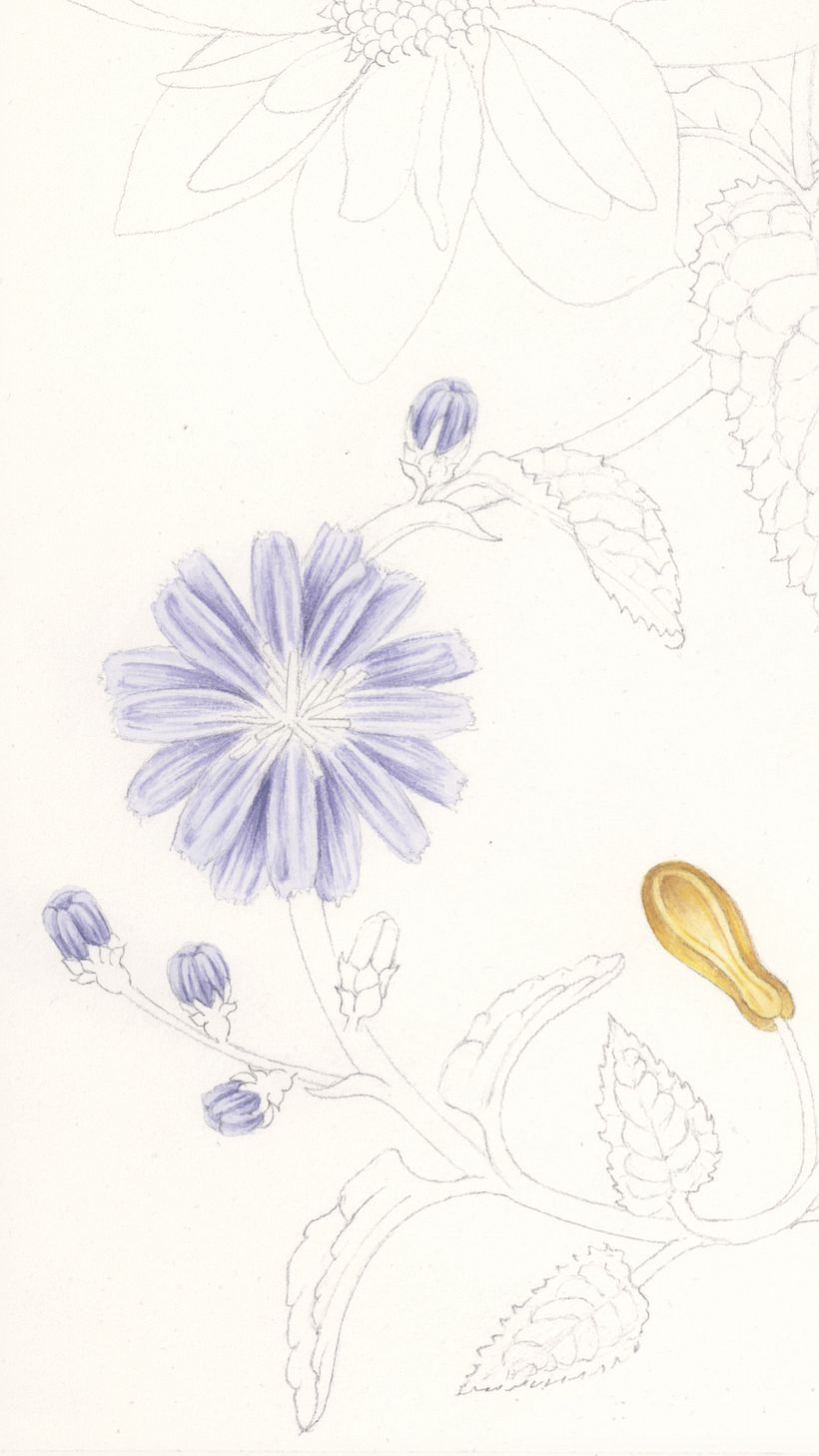 Mi Proyecto del curso: Acuarela realista para composiciones botánicas 21