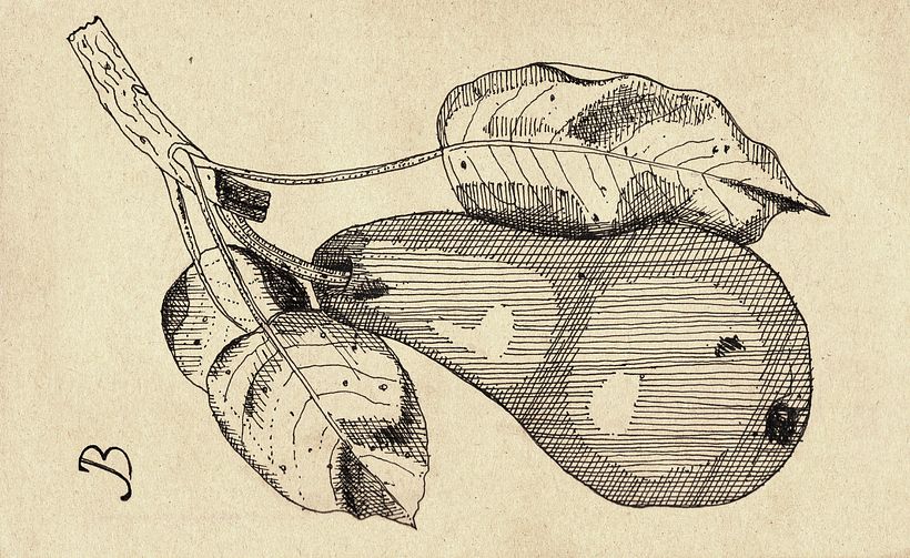 My project in Botanical Illustration: From Notebook to Print course 4