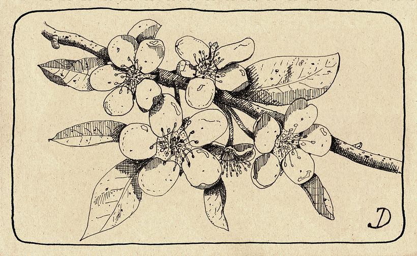 My project in Botanical Illustration: From Notebook to Print course 5